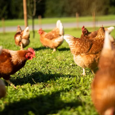 Hinterwald - Auszeit Im Gruenen Διαμέρισμα