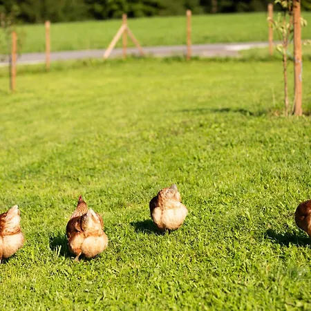 Hinterwald - Auszeit Im Gruenen Διαμέρισμα