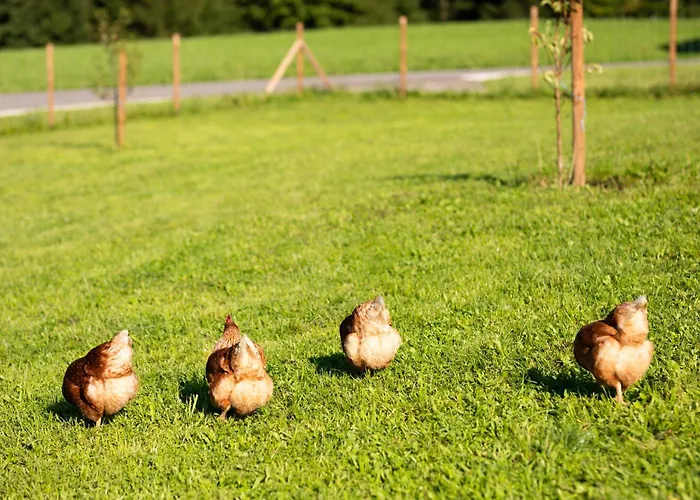 Hinterwald - Auszeit Im Gruenen Daire