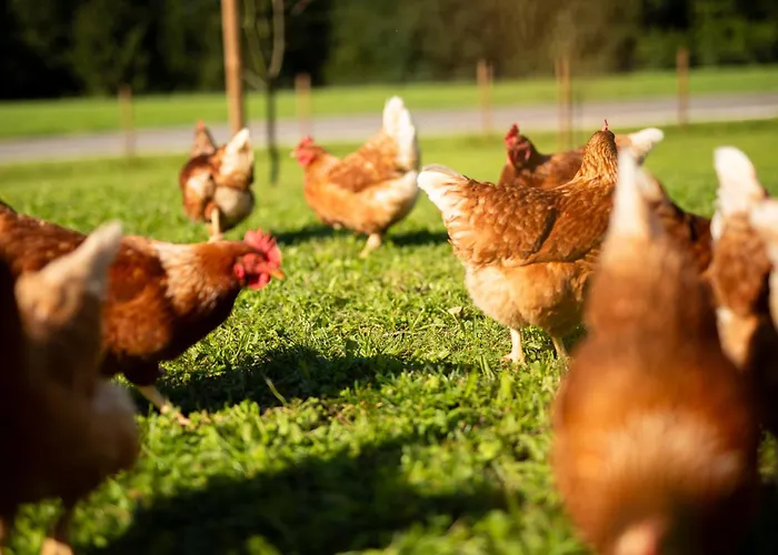 Hinterwald - Auszeit Im Gruenen Διαμέρισμα